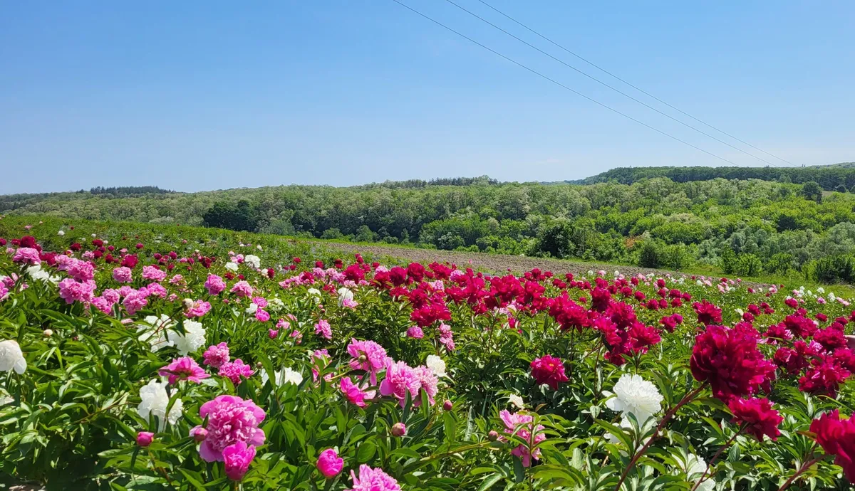 Яр півоній на Чигиринщині